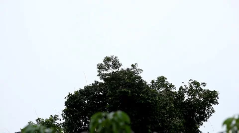 A Colony of Fruit Bats Hanging Upside Down in a Tree, Jungle in Bali, Indonesia Stock Footage 1807774