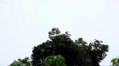 A Colony of Fruit Bats Hanging Upside Down in a Tree, Jungle in Bali, Indonesia Stockbeeldmateriaal 1807809
