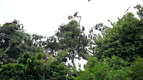 A Colony of Fruit Bats Hanging Upside Down in a Tree, Jungle in Bali, Indonesia Stockbeeldmateriaal 1807817