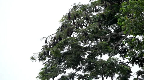 A Colony of Fruit Bats Hanging Upside Down in a Tree, Jungle in Bali, Indonesia Vídeos de archivo 1807830
