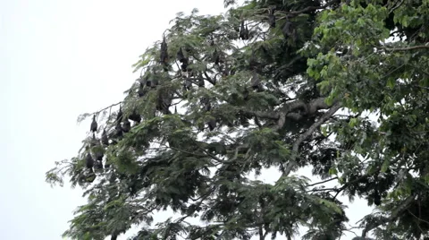 A Colony of Fruit Bats Hanging Upside Down in a Tree, Jungle in Bali, Indonesia Stockbeeldmateriaal 1807835