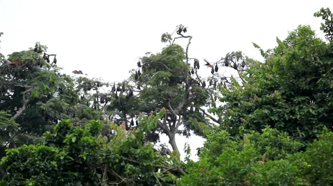 A Colony of Fruit Bats Hanging Upside Down in a Tree, Jungle in Bali, Indonesia Stock Footage 1807838