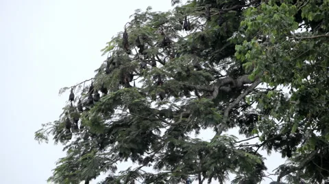 A Colony of Fruit Bats Hanging Upside Down in a Tree, Jungle in Bali, Indonesia Stockbeeldmateriaal 1807892