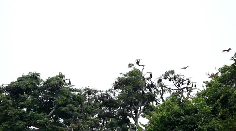 A Colony of Fruit Bats Hanging Upside Do... | Stock Video | Pond5