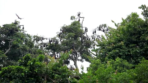 A Colony of Fruit Bats Hanging Upside Down in a Tree, Jungle in Bali, Indonesia 動画素材 1814161