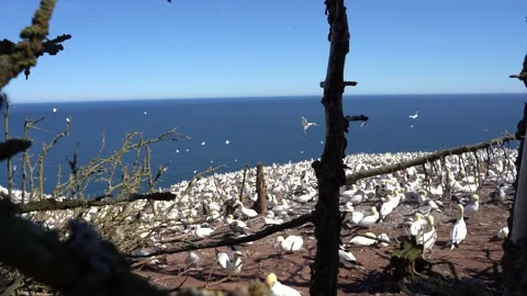 Colony of gannets in Quebec Stock Footage 143213107
