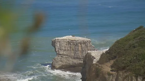 Colony of Gannets on a rock Stock Footage 98678158