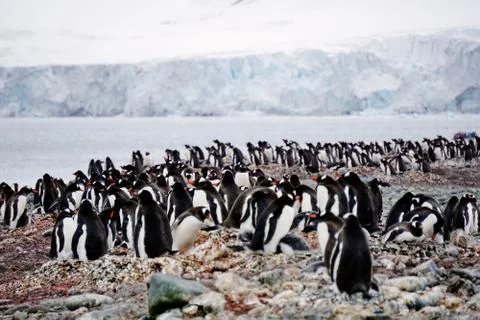 Colony of gentoo penguins in Antarctica Stock Photos