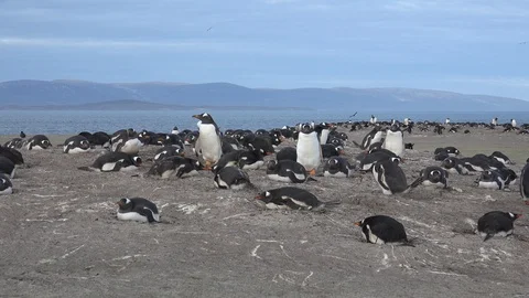 A colony of gentoo penguins hatching their eggs on Saunders Island Stock Footage 99577965