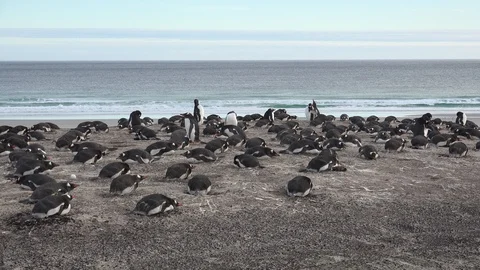 Eggs Hatching Stock Video Footage | Royalty Free Eggs Hatching Videos