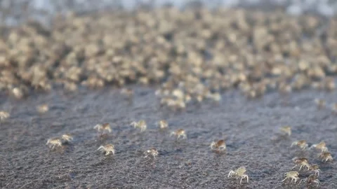 Colony of ghost crabs in the sand. Ghost crabs in a crowd Stock Footage 312185103