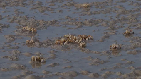 Colony of ghost crabs scuttling on a muddy wetland beach, Socotra island Stock Footage 335210097