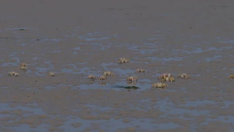 Colony of ghost crabs walking on a muddy tidal flat, Socotra island Vidéo 335232856