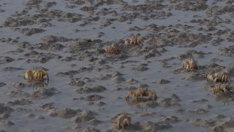 Colony of ghost crabs walking sideways on a wet tidal flat, Socotra island Stock Footage 335219224
