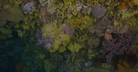 Colony Of Golden Zoanthids, Close Up Video stock 331693437