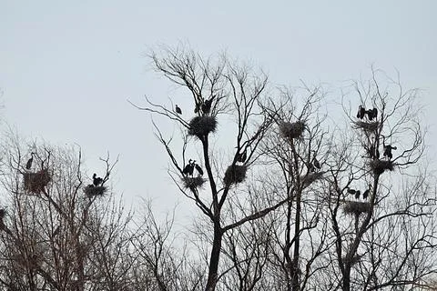 Colony of gray herons on withered trees. Stock-Fotos