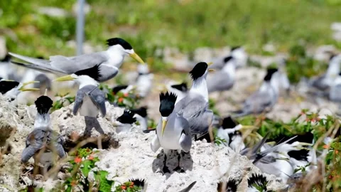 A Colony Of Greater Crested Terns Resting On The Rocky Island Ground 動画素材 335928437