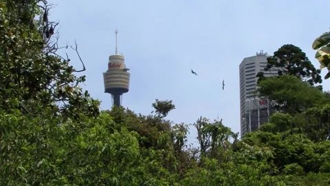 Colony of Grey Headed Flying Foxes (Pteropus poliocephalus or Fruit bats) Stock Footage 137556825