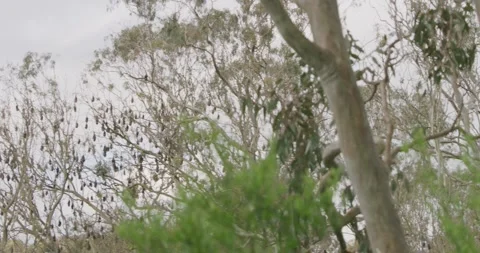 Colony Of Grey-headed Flying Foxes, Australia Vídeos de archivo 329251838