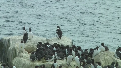 Colony of guillemots Stock Footage 7134316