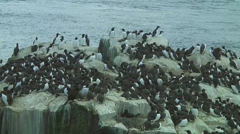Colony of guillemots Stock Footage 7134319