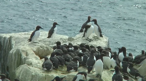 Colony of guillemots Stock Footage 7134326
