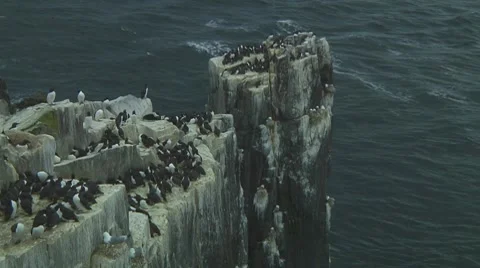Colony of guillemots Stock Footage 7134348