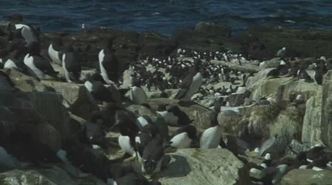Colony of guillemots Stock Footage 7134366