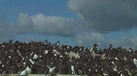 Colony of guillemots Stock Footage 7134383