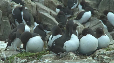 Colony of guillemots Stock Footage 7134621