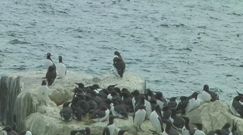 Colony of guillemots Stock Footage 10768145