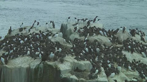 Colony of guillemots Stock Footage 10768855
