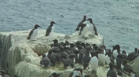Colony of guillemots Stock Footage 10768876