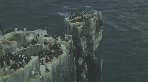 Colony of guillemots Stock Footage 10768881