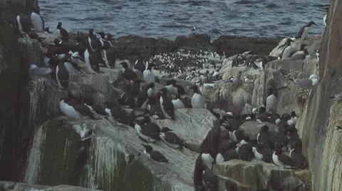 Colony of guillemots Stock Footage 10768897