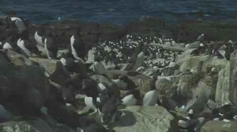 Colony of guillemots Stock Footage 10768907