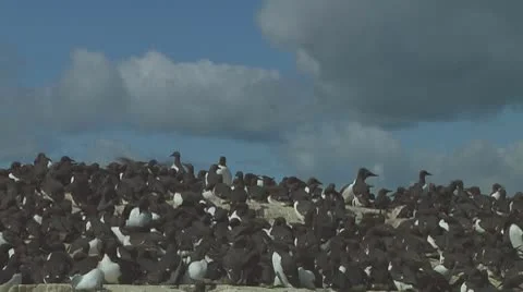 Colony of guillemots Stock Footage 10768919