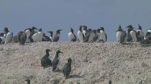 Colony of guillemots Stock Footage 26139980