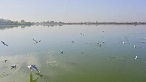 Colony of gulls takes flight from surface of the peaceful lake under blue sky Stock Footage 263151859