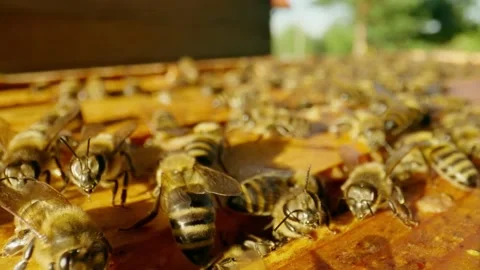 A colony of honey bees close-up on the frame of the hive. Stock Footage 225449316