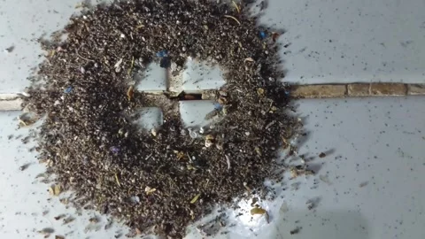 A colony of house ants that is making a nest on the tiled floor of the house Stock Footage 314271153