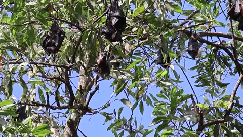 Colony of Indian flying fox (Pteropus medius), large bats. Stock Footage 301761002
