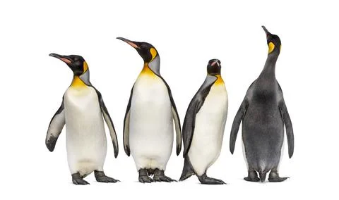 Colony of king penguins together, isolated on white Stock Photos