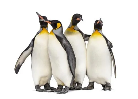Colony of king penguins together, isolated on white Stock Photos