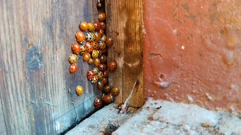 Colony of ladybugs close up. Small beetles in the corner of the door Stock Footage 119093989