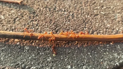 Colony of large red weaver ants on dry branches and leaves in nature Vídeos de archivo 305165396