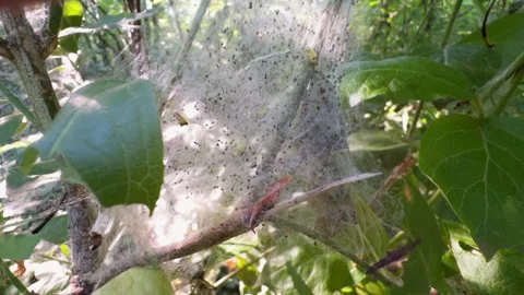 Colony of larvae in web on leaves of tree. Stock Footage 276155374