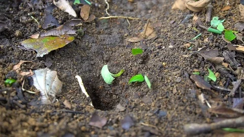 Colony Of Leaf Cutting Ants Walking Into Hole In the Ground [Slow Motion] Stock Footage 89605866