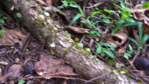 Colony Of Leaf Cutting Ants Walking Down A Tree [Slow Motion] Stock Footage 89605933