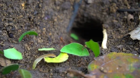 Colony Of Leaf Cutting Ants Walking Into Hole In the Ground 2 [Slow Motion] Stock Footage 89605976